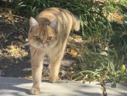 Found/Stray Unknown Cat last seen Blossom hill rd and cahalan ave, San Jose, CA 95123