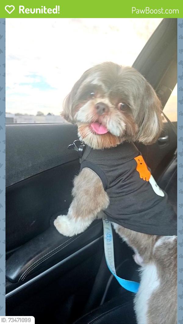 Reunited Male Dog last seen Oak terrace and Angola area, Holland, OH 43528