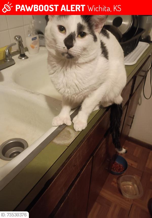 Lost Male Cat last seen MacArthur and Hydraulic, Wichita, KS 67216