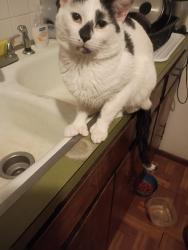Lost Male Cat last seen MacArthur and Hydraulic, Wichita, KS 67216