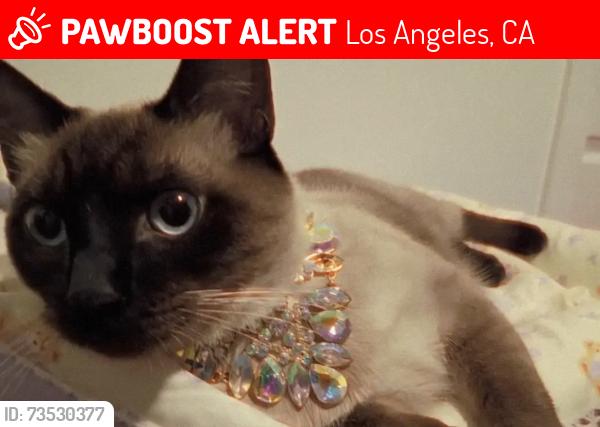 Lost Female Cat last seen Near Burbank blvd, Los Angeles, CA 91316