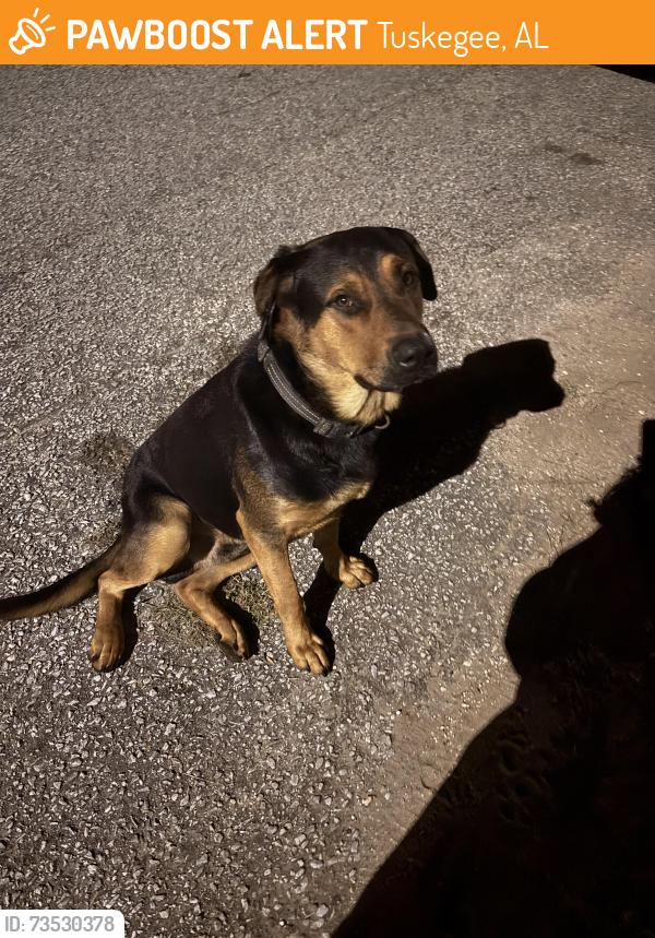 Found/Stray Male Dog last seen Campbell dr, Tuskegee, AL 36083