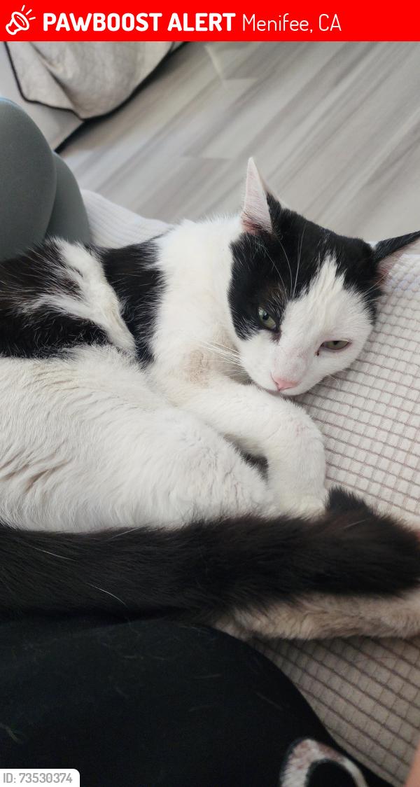 Lost Male Cat last seen Scott rd and Menifee Rd, Menifee, CA 92584