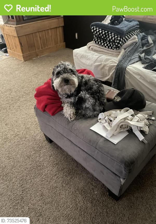 Reunited Male Dog last seen Crescentwood Village, Sandy, UT 84070