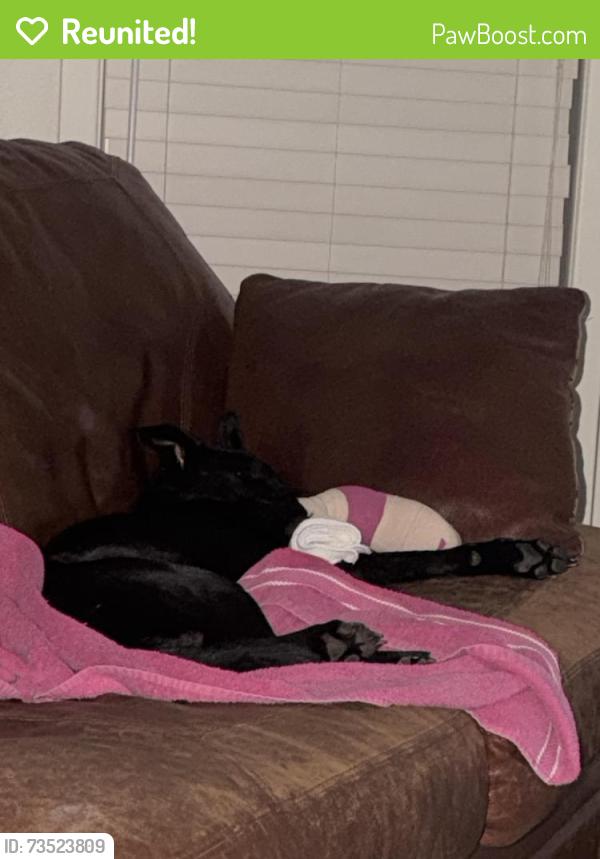 Reunited Male Dog last seen Near E Fairview Ave near the lovelynails and S&S supply, Meridian, ID 83642