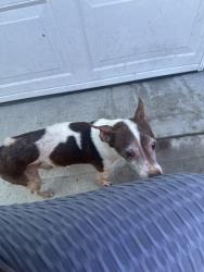 Lost Male Dog last seen Vernon/Van Ness, Los Angeles, CA 90062