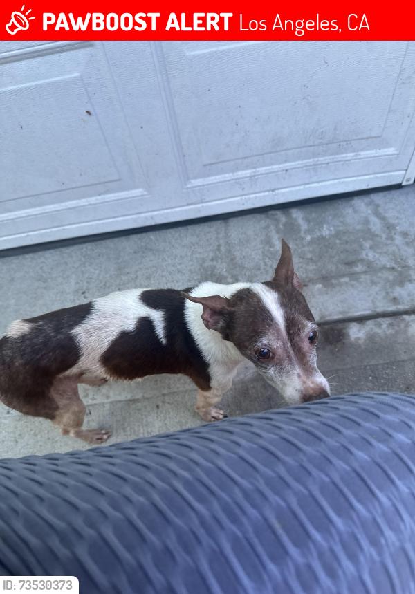 Lost Male Dog last seen Vernon/Van Ness, Los Angeles, CA 90062
