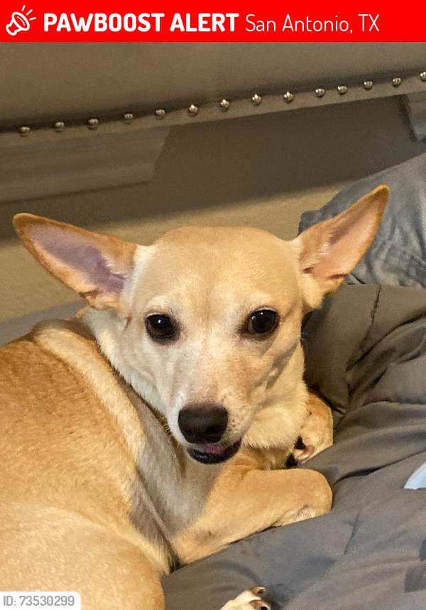Lost Male Dog last seen Benrus and pettus, San Antonio, TX 78228