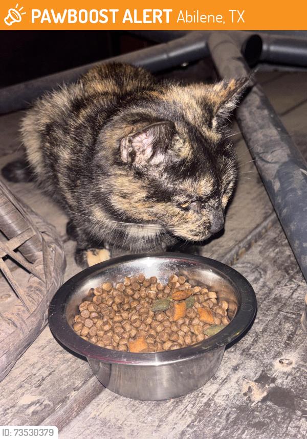 Found/Stray Female Cat last seen Magnolia st, Abilene, TX 79602