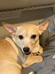 Lost Male Dog last seen Benrus and pettus, San Antonio, TX 78228
