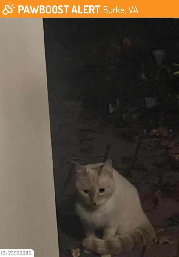 Found/Stray Unknown Cat last seen Mantel ct, Burke, VA 22015