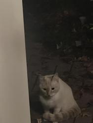Found/Stray Unknown Cat last seen Mantel ct, Burke, VA 22015