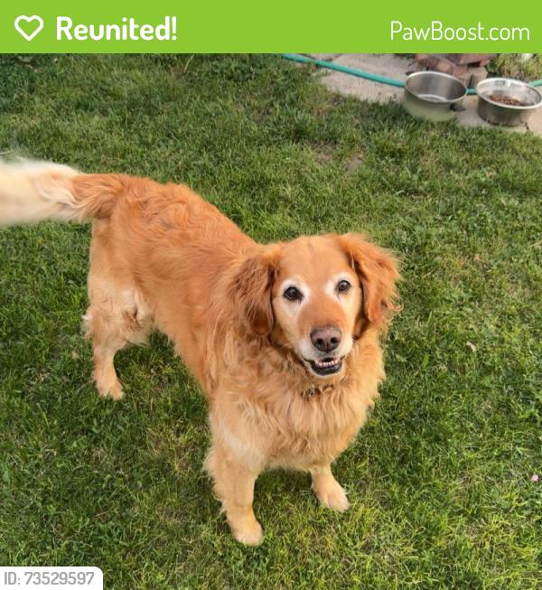 Reunited Male Dog last seen sunset way, Centralia, WA 98531