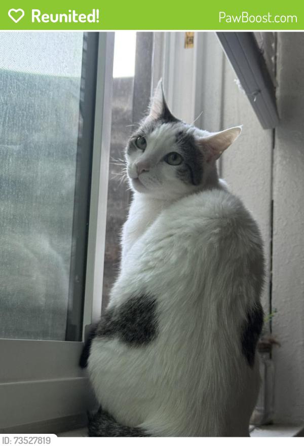 Reunited Female Cat last seen Rundquist and Leland, West Jordan, UT 84084