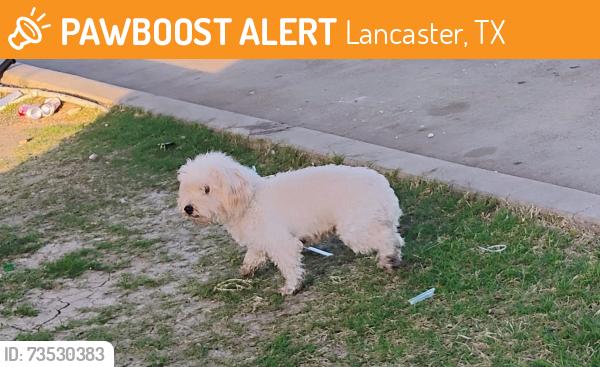 Found/Stray Unknown Dog last seen Telephone & lancaster rd family $ parkinglot, Lancaster, TX 75134