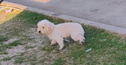 Found/Stray Unknown Dog last seen Telephone & lancaster rd family $ parkinglot, Lancaster, TX 75134