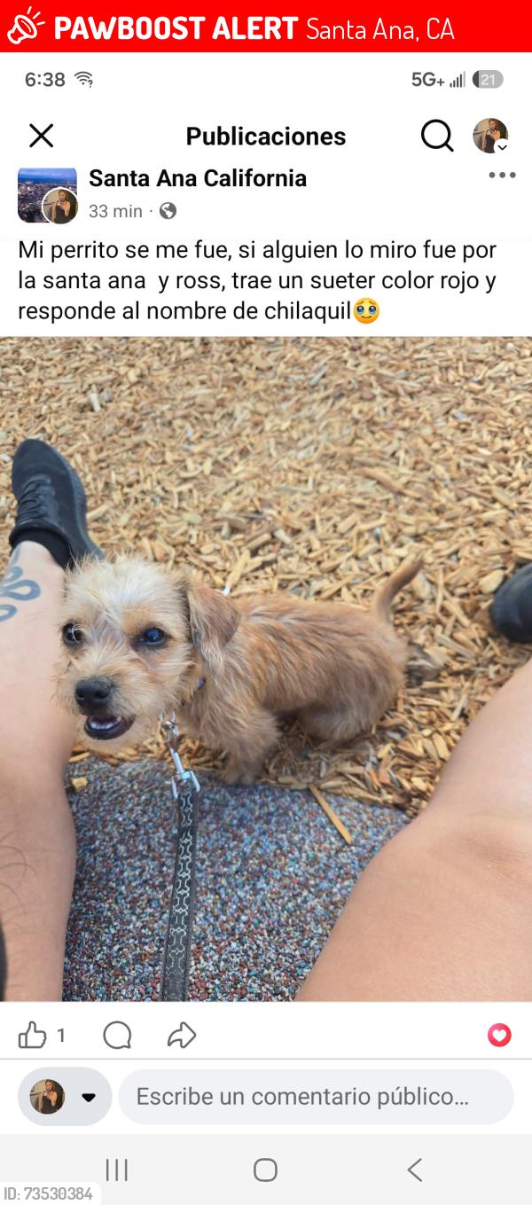 Lost Male Dog last seen Santa Ana, Santa Ana, CA 92701
