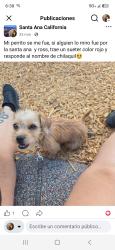 Lost Male Dog last seen Santa Ana, Santa Ana, CA 92701
