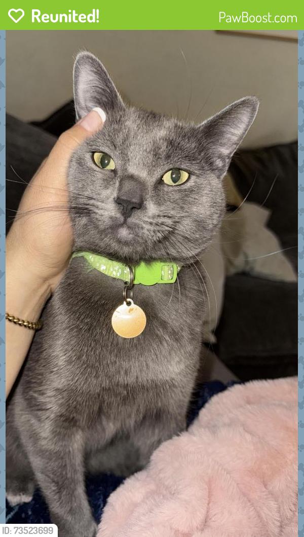 Reunited Male Cat last seen Drexel & Midvale Rd., Tucson, AZ 85746