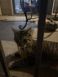 Found/Stray Male Cat last seen Carlson and Pine, Parker, CO 80134