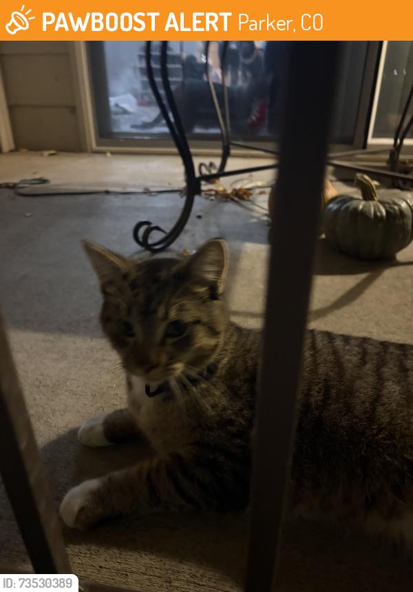 Found/Stray Male Cat last seen Carlson and Pine, Parker, CO 80134