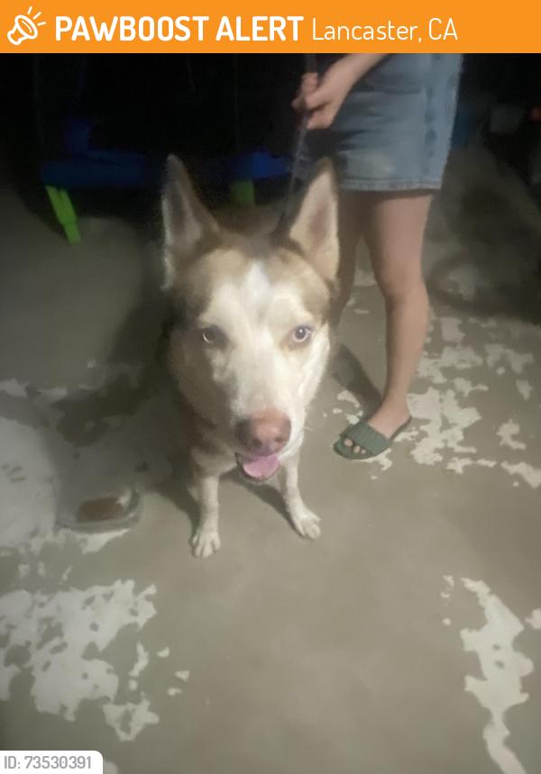 Found/Stray Male Dog last seen East Lancaster on Andale ave & pillsburry st, Lancaster, CA 93535