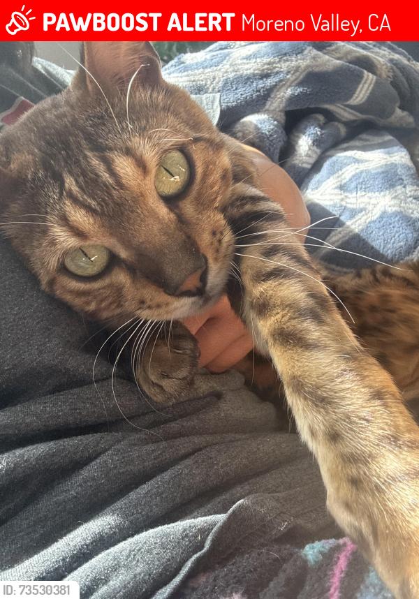 Lost Male Cat last seen Glorybower st and withazel ave, Moreno Valley, CA 92553