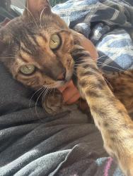 Lost Male Cat last seen Glorybower st and withazel ave, Moreno Valley, CA 92553
