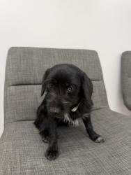 Found/Stray Female Dog last seen Electric Pacific Trail and Mango, Fontana, CA 92335