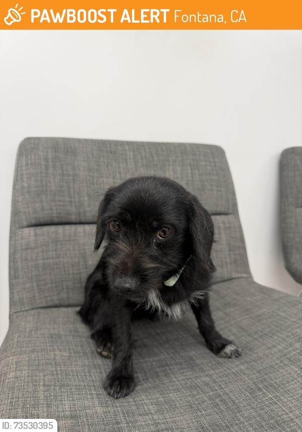Found/Stray Female Dog last seen Electric Pacific Trail and Mango, Fontana, CA 92335