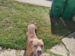 Found/Stray Unknown Dog last seen Alley, of Kristi and 705 Highland, cedar hill, Cedar Hill, TX 75104