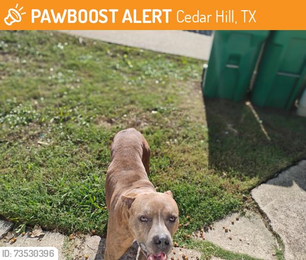 Found/Stray Unknown Dog last seen Alley, of Kristi and 705 Highland, cedar hill, Cedar Hill, TX 75104