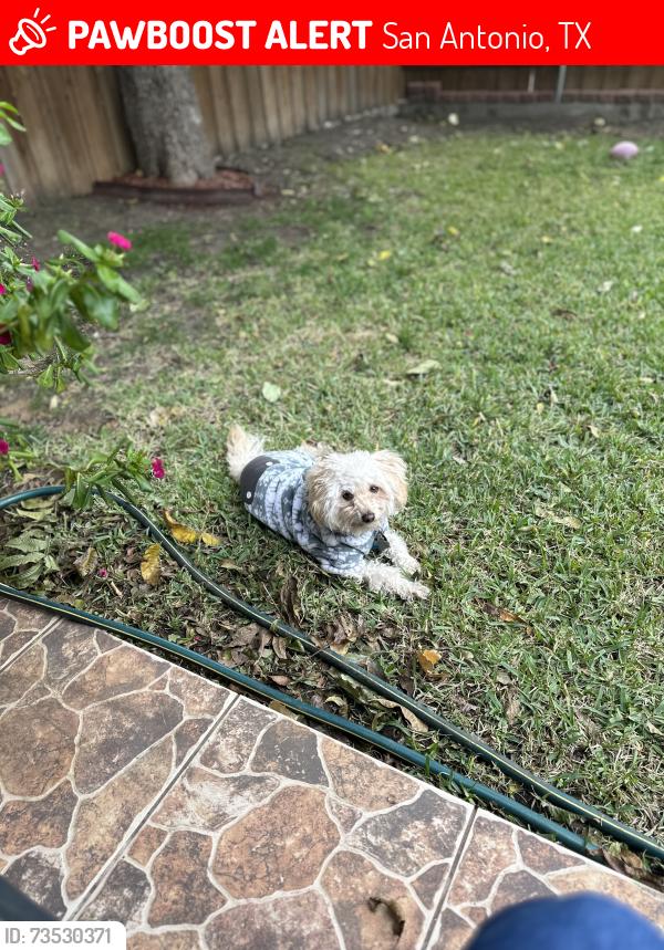Lost Female Dog last seen A Street and B Street at Valley Ridge Mobile Home., San Antonio, TX 78242