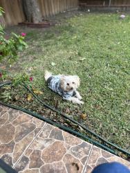 Lost Female Dog last seen A Street and B Street at Valley Ridge Mobile Home., San Antonio, TX 78242