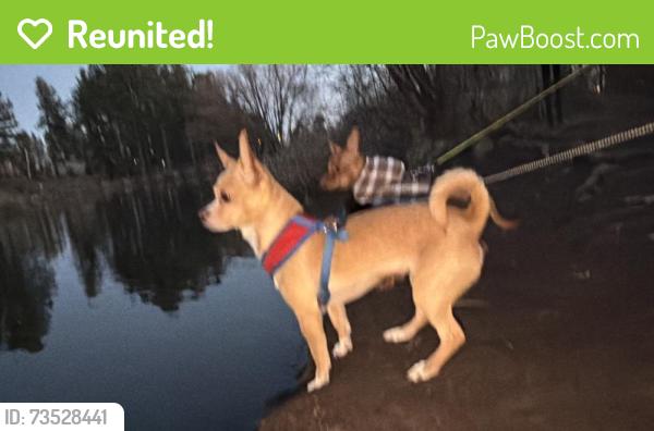 Reunited Female Dog last seen Pine View Village apmts, Flagstaff, AZ 86001