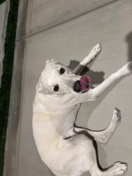 Found/Stray Male Dog last seen Citrine, French Valley, CA 92596