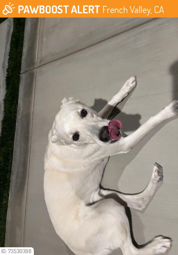 Found/Stray Male Dog last seen Citrine, French Valley, CA 92596