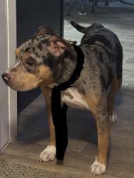 Found/Stray Female Dog last seen Oconee blvd, Moon Lake, FL 34654