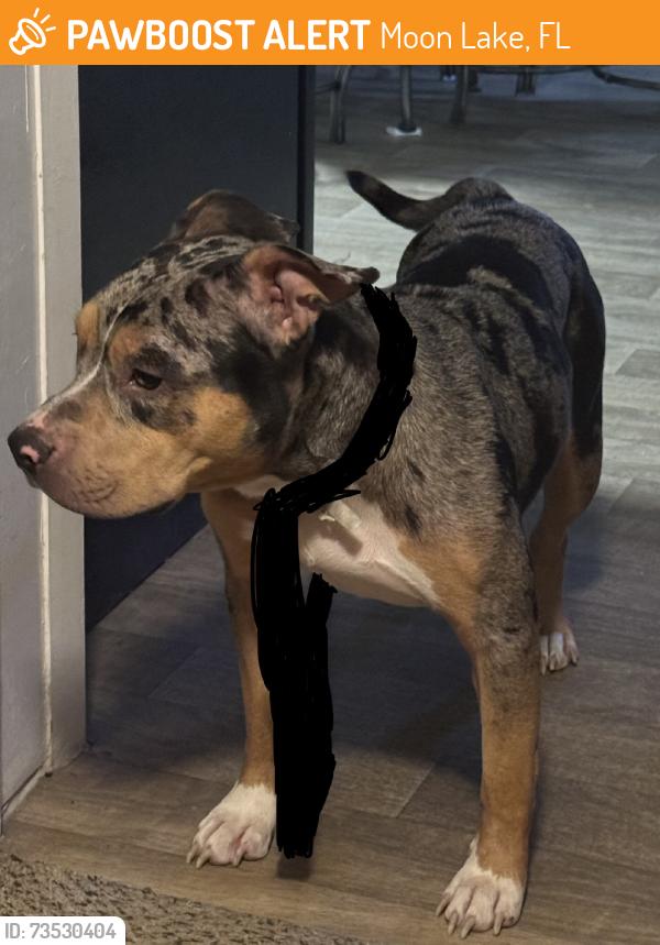 Found/Stray Female Dog last seen Oconee blvd, Moon Lake, FL 34654