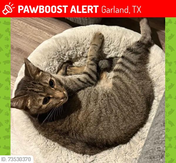 Lost Male Cat last seen Washington St, Garland, TX 75040