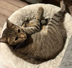 Lost Male Cat last seen Washington St, Garland, TX 75040