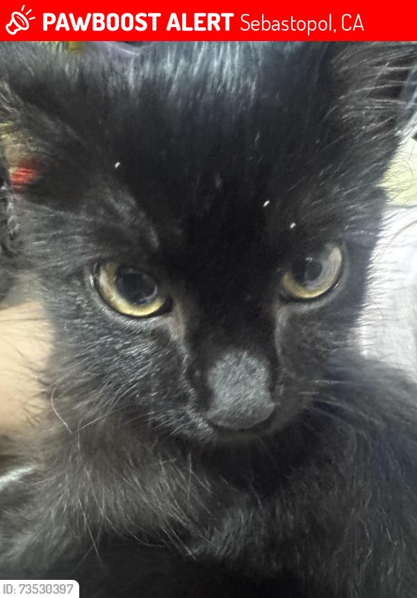 Lost Female Cat last seen Next to dog Rescue and selling stands in the flea market, Sebastopol, CA 95472