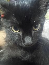 Lost Female Cat last seen Next to dog Rescue and selling stands in the flea market, Sebastopol, CA 95472