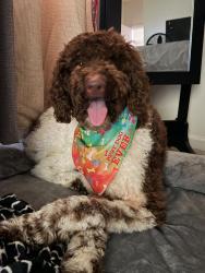 Lost Male Dog last seen Knudson Dr, Jacksonville, FL 32221
