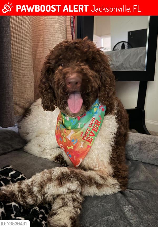 Lost Male Dog last seen Knudson Dr, Jacksonville, FL 32221