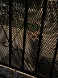 Found/Stray Male Cat last seen 108th, Los Angeles, CA 90047