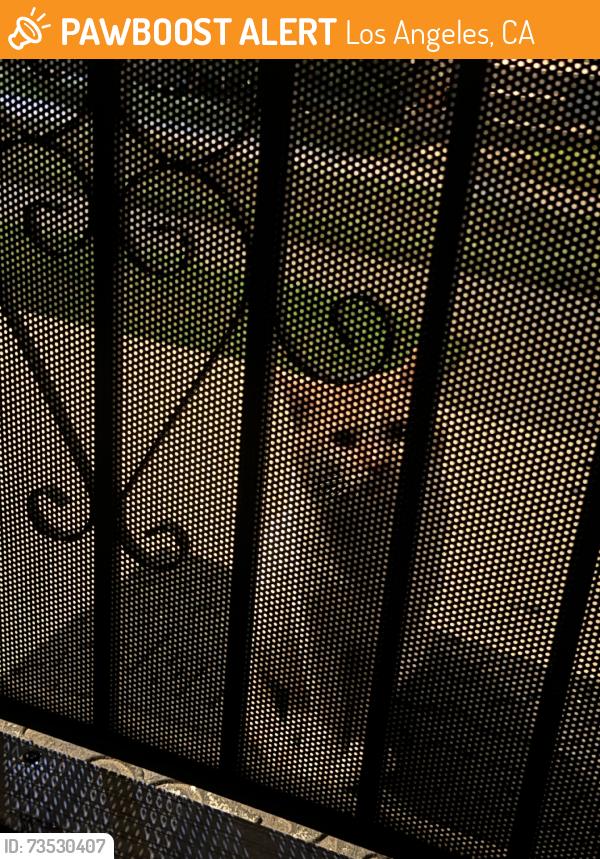Found/Stray Male Cat last seen 108th, Los Angeles, CA 90047