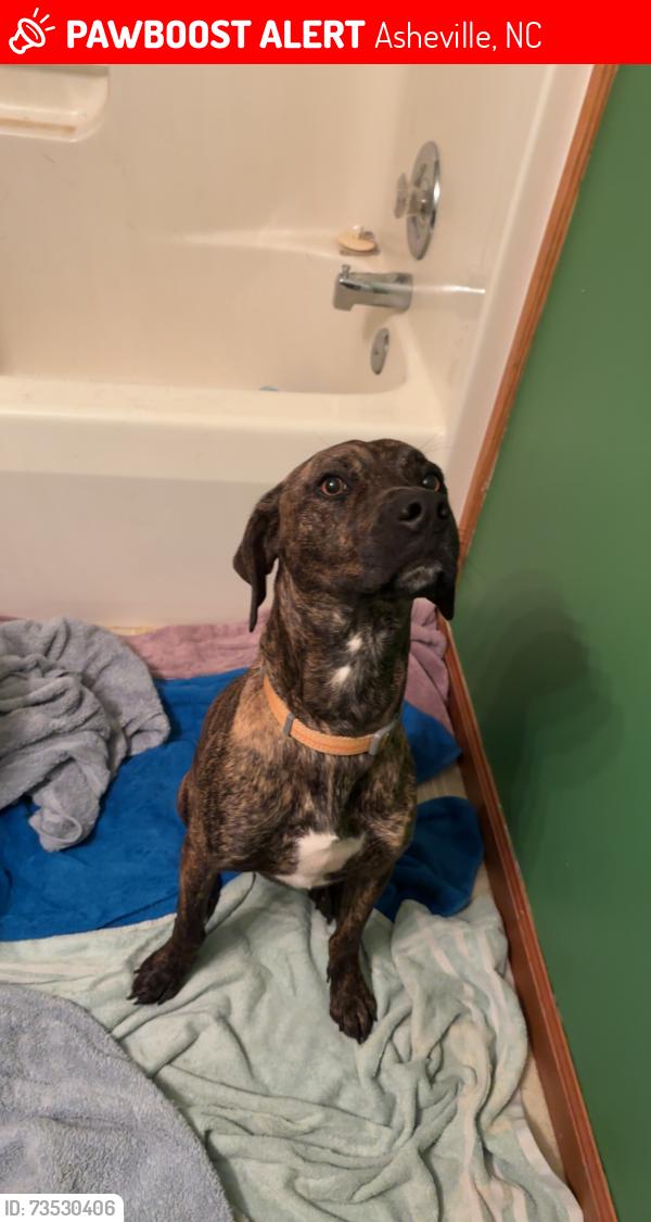 Lost Male Dog last seen Shopes creek and Bartlett mountain road, Asheville, NC 28805