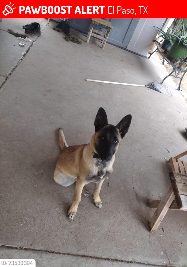 Lost Female Dog last seen Andres highschool, El Paso, TX 79924