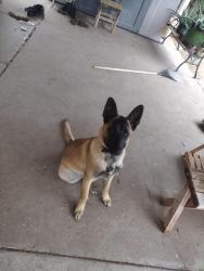 Lost Female Dog last seen Andres highschool, El Paso, TX 79924